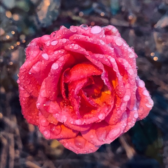 Meet your Posher, Beth - Picture 1 of 1